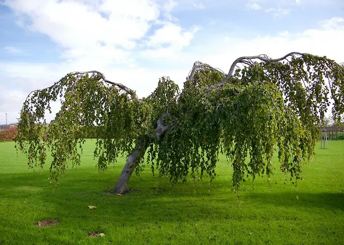 Bed & Breakfast “te Warskip Bij Blokvis”